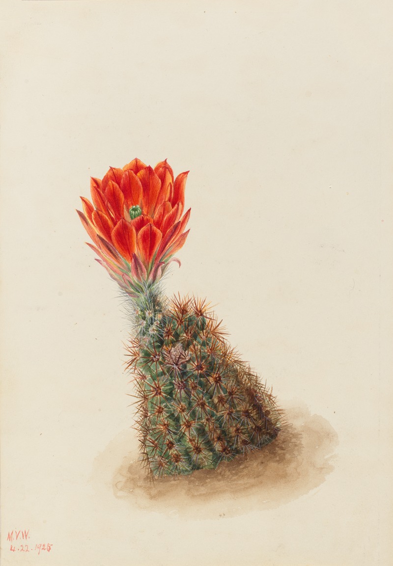 Lloyd's Strawberry Cactus (Echinocereus lloydii) — Mary Vaux Walcott