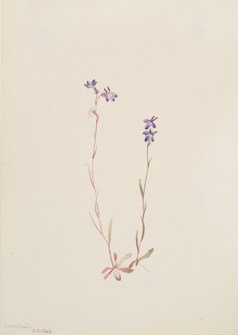 Lobelia Kalmii by Mary Vaux Walcott, 1904 — digital art print download