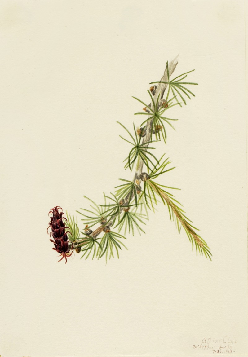 Lyall Larch (Larix lyallii) by Мэри Вокс Уолкотт, 1913 — digital art print download