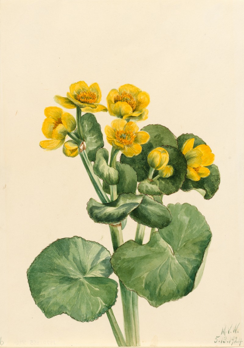 Marsh Marigold (Caltha palustris) by Мэри Вокс Уолкотт, 1924 — digital art print download
