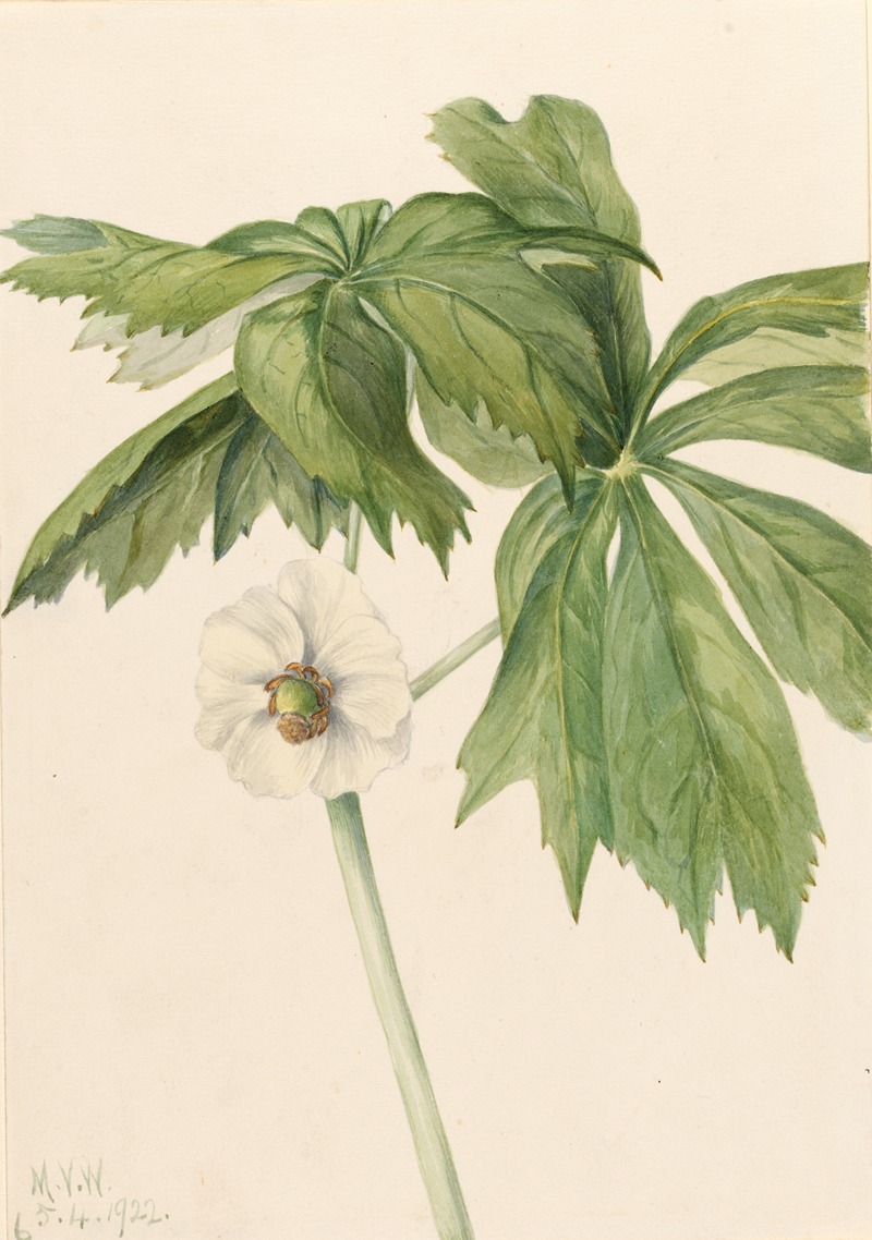 Mayapple (Podphyllum paltatum) by Mary Vaux Walcott, 1922 — digital art print download