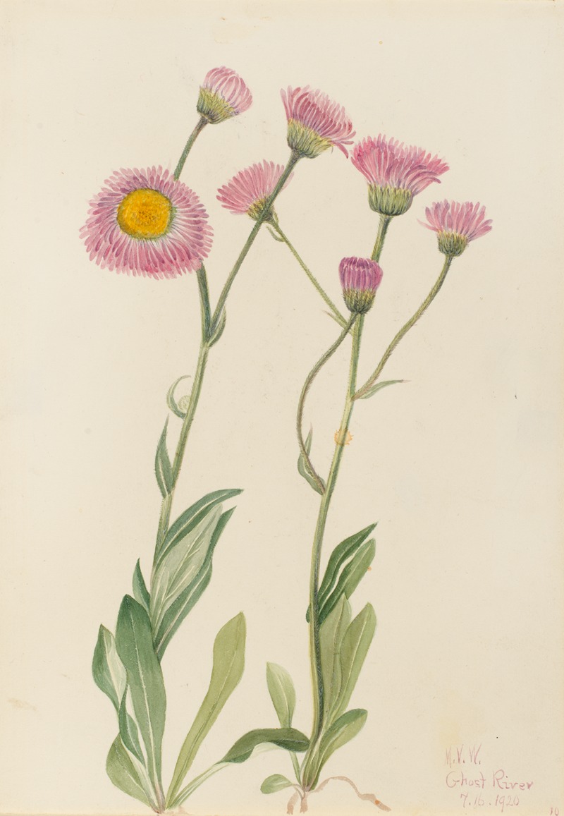 Meadow Fleabane (Erigeron speciosus) by Мэри Вокс Уолкотт, 1920 — digital art print download