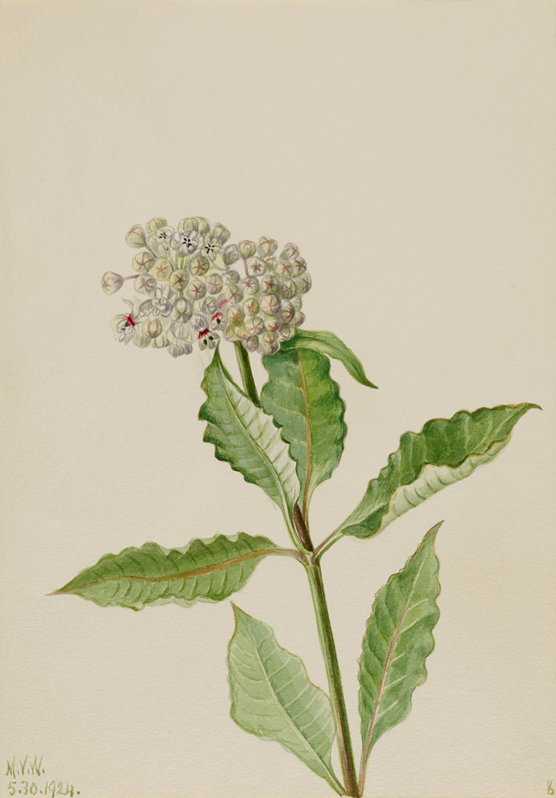 Milkweed (Ascelpias) by Мэри Вокс Уолкотт, 1924 — digital art print download