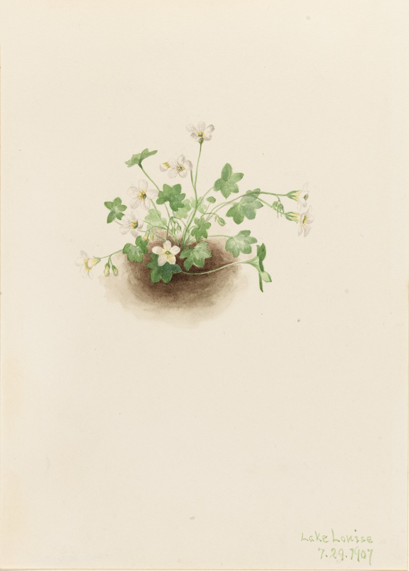 Mistmaiden (Romanzoffia sitchensis) by Мэри Вокс Уолкотт, 1907 — digital art print download