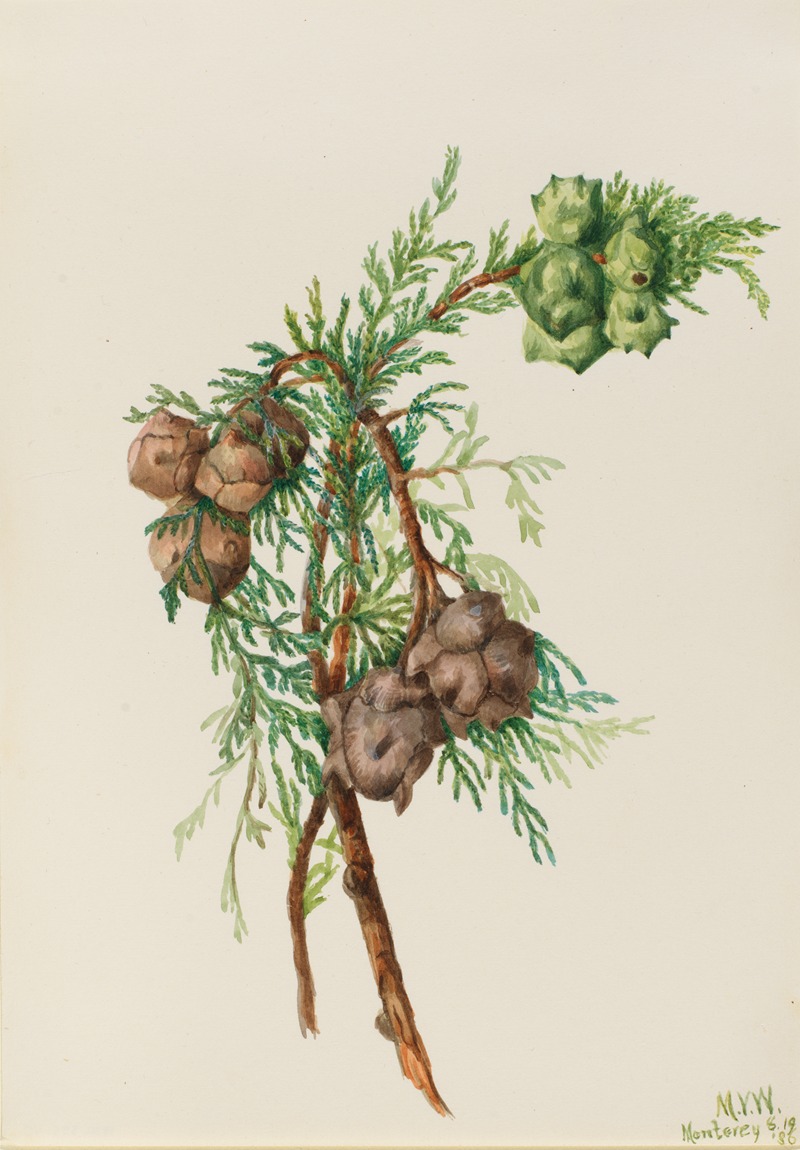 Monterey Cypress (Cupressus macrocarpa) by Мэри Вокс Уолкотт, 1936 — digital art print download