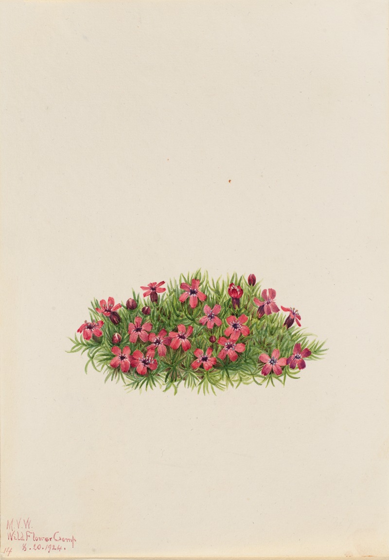 Moss Campion (Silene acaulis) by Мэри Вокс Уолкотт, 1924 — digital art print download
