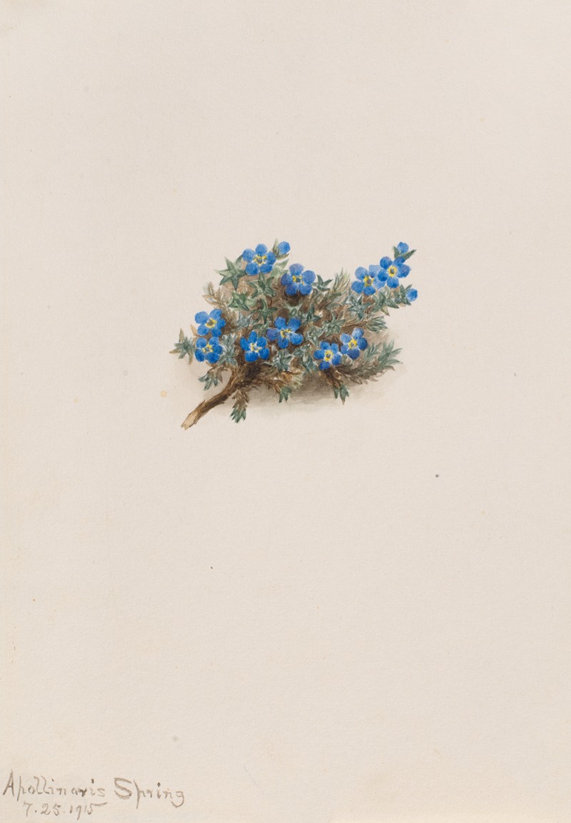 Moss Forget-me-not (Eritichum elongatum) — Mary Vaux Walcott