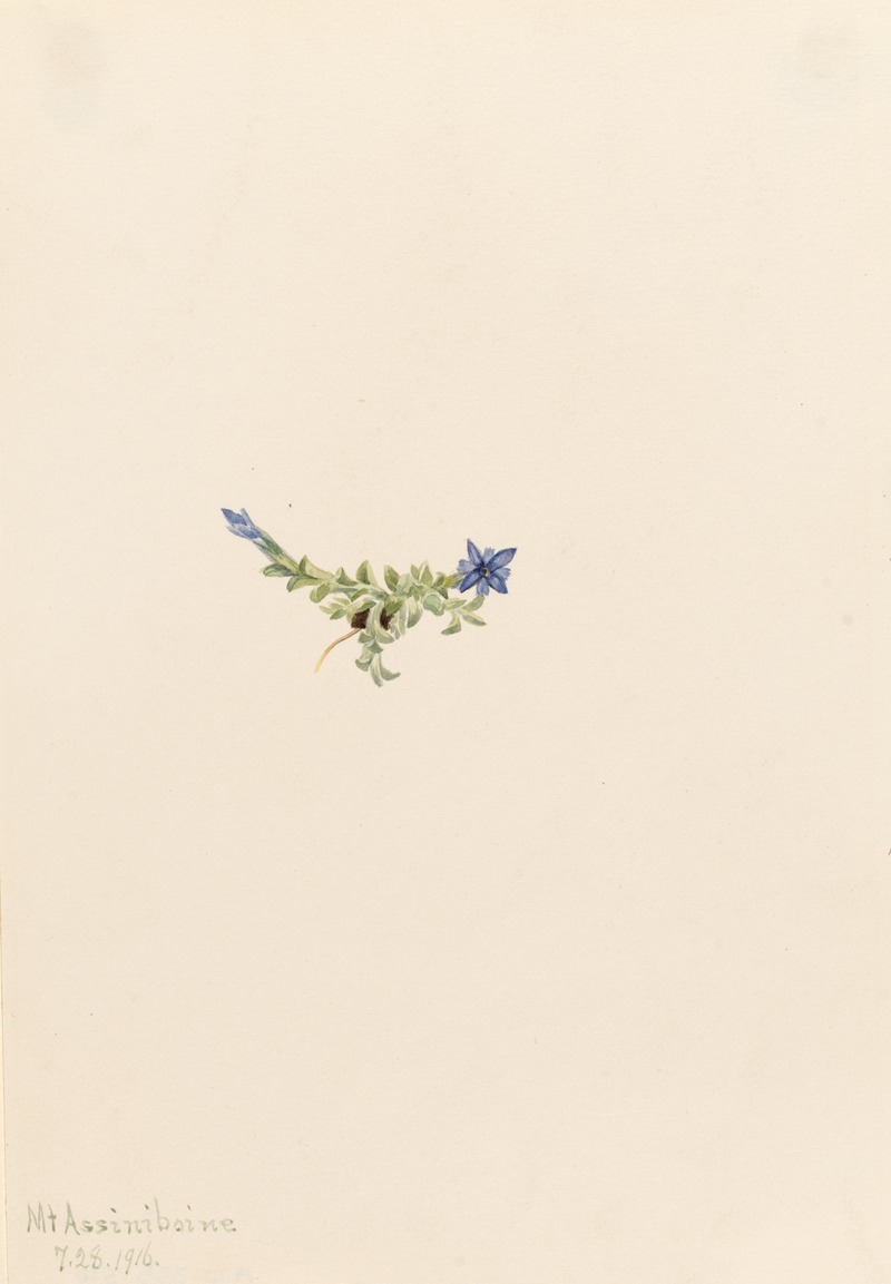 Moss Gentian (Gentiana prostrata) — Mary Vaux Walcott