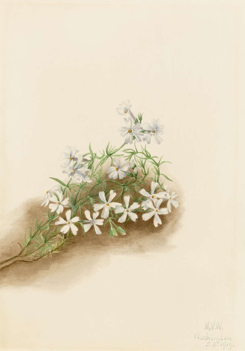 Moss Pink (Phlox subulate) by Мэри Вокс Уолкотт, 1919 — digital art print download