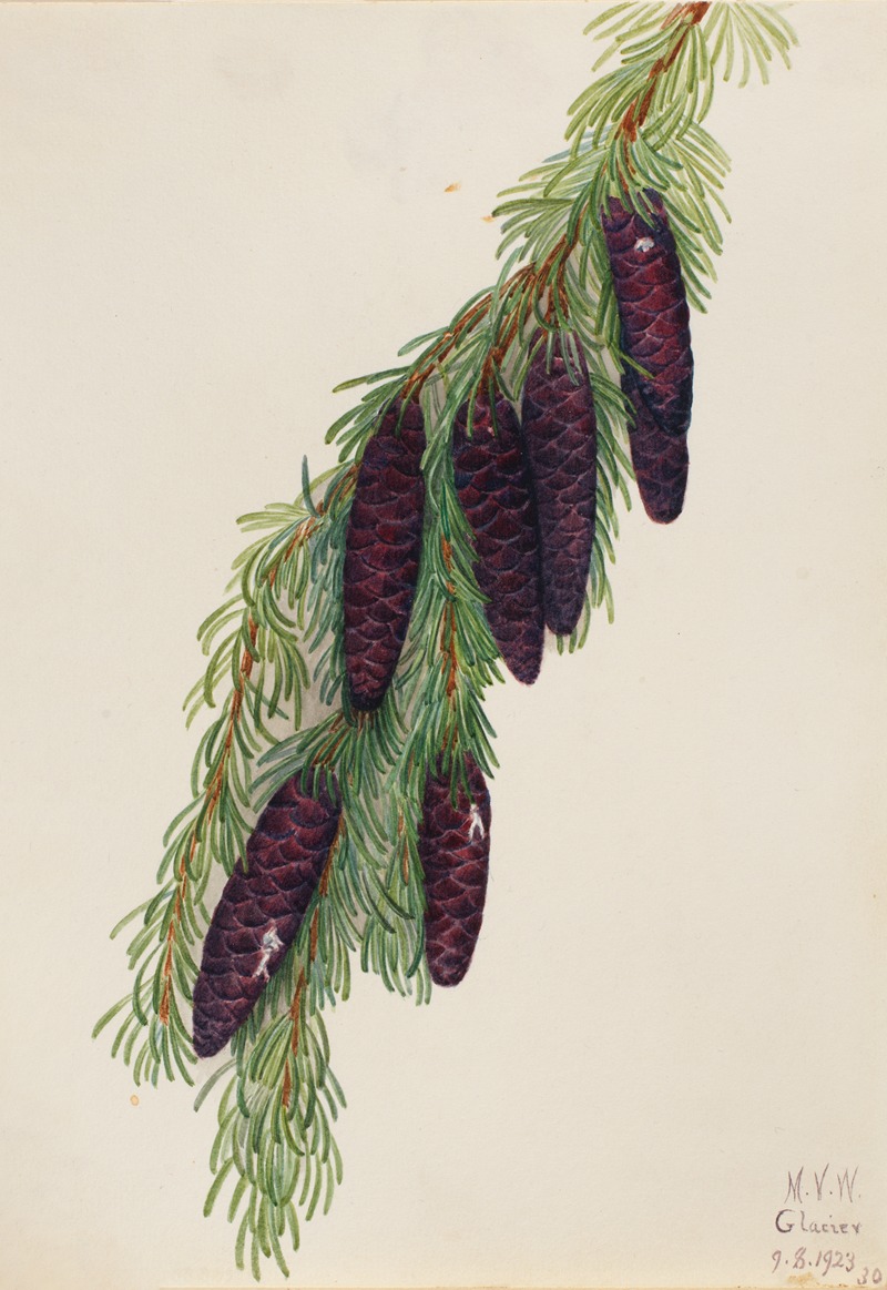 Mountain Hemlock (Tsuga mertensiana) — Mary Vaux Walcott