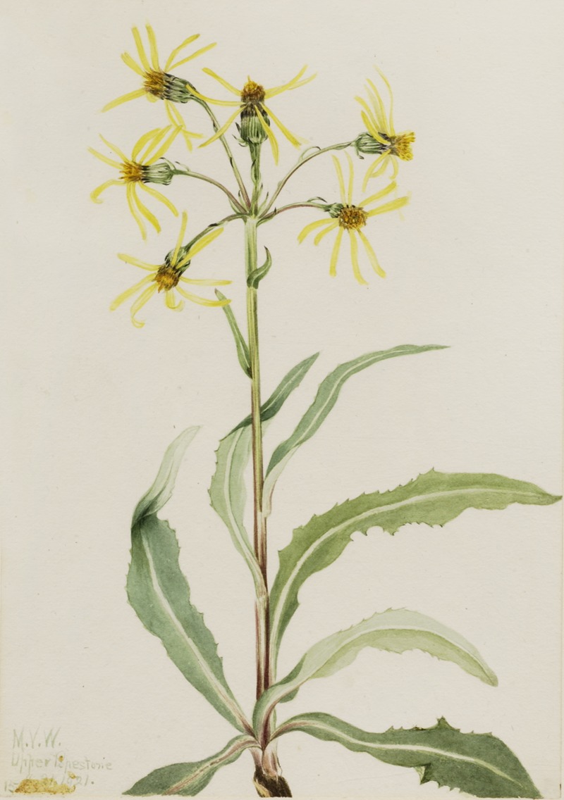 Mourning Groundsel (Senecio lugens) by Мэри Вокс Уолкотт, 1921 — digital art print download