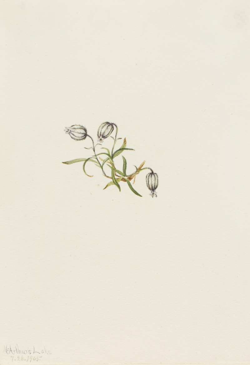 Nodding Campion (Lychnis apetala) by Мэри Вокс Уолкотт, 1905 — digital art print download