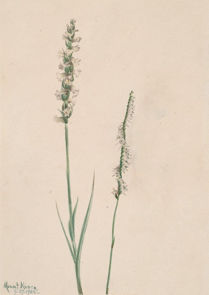 Nodding Ladies-Tresses (Ibidium cernum) — Mary Vaux Walcott