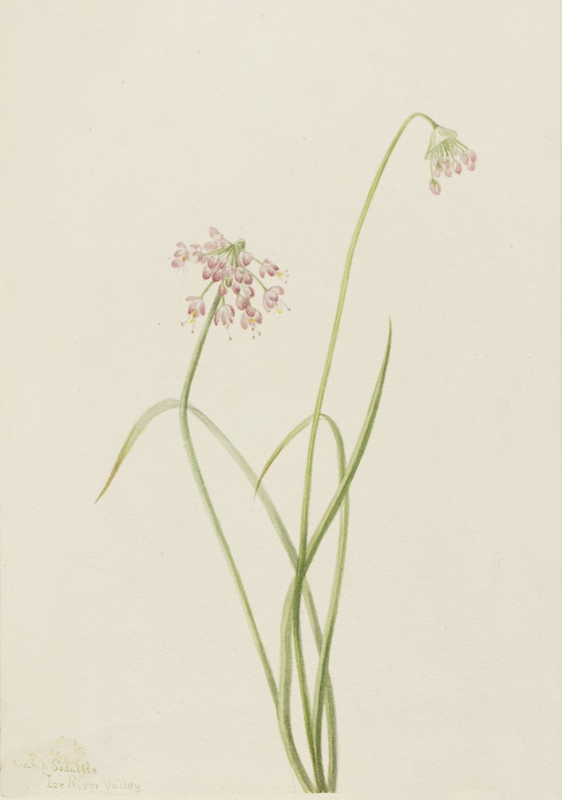 Nodding Onion (Allium cernuum) by Mary Vaux Walcott, 1901 — digital art print download