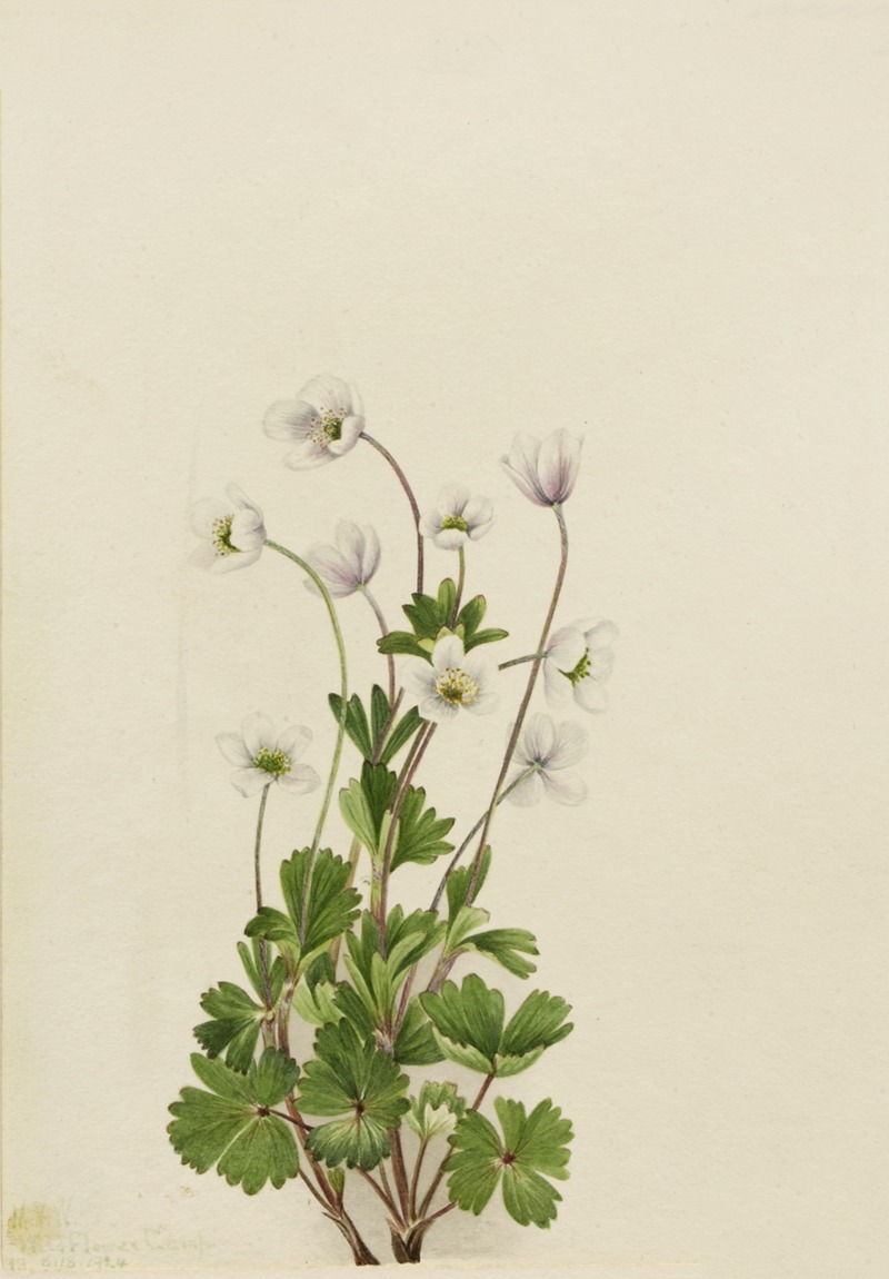 Northern Anemone (Anemone parviflora) — Mary Vaux Walcott