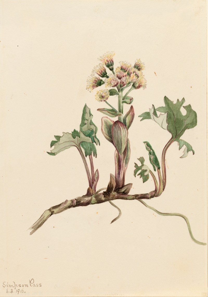 Northern Butterbur (Petasites hyperboreus) — Мэри Вокс Уолкотт