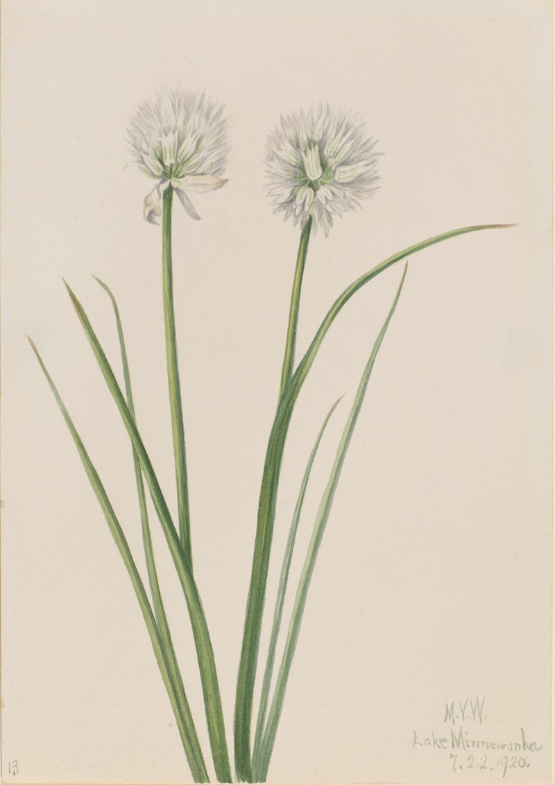 Northern Onion (Allium sibiricum) — Mary Vaux Walcott