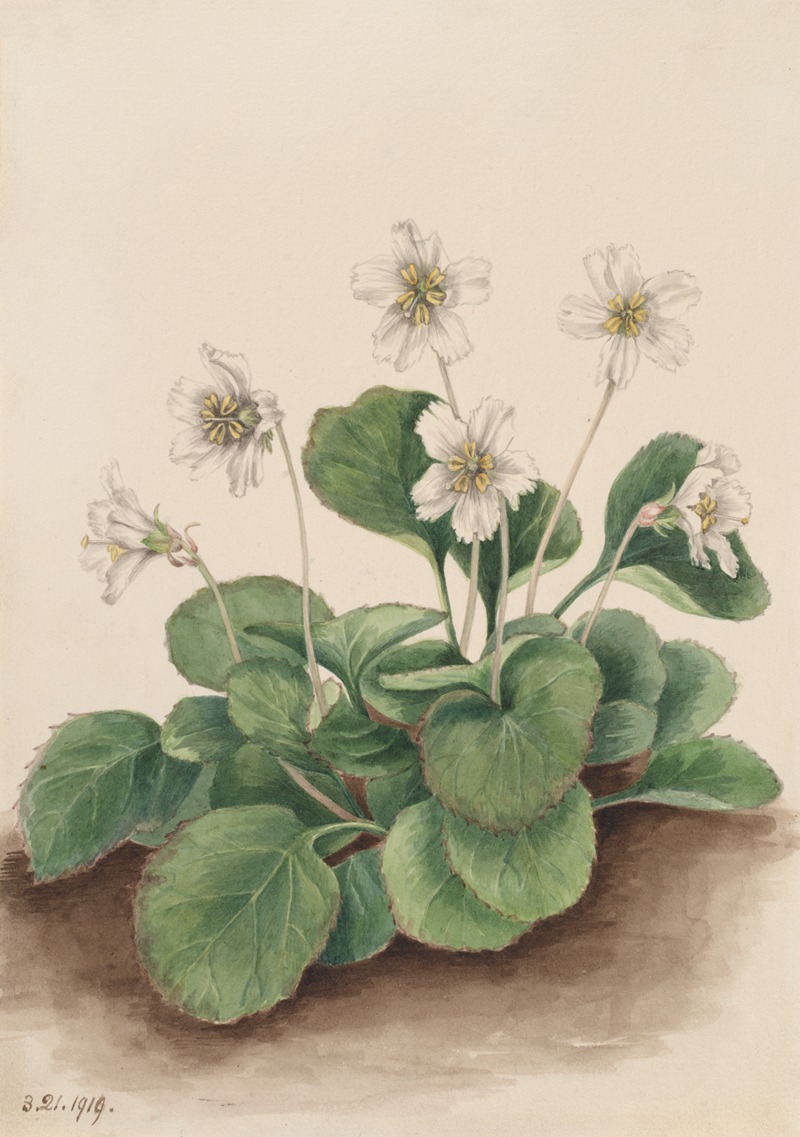 Oconee-Bells (Shortia galacifolia) by Мэри Вокс Уолкотт, 1919 — digital art print download
