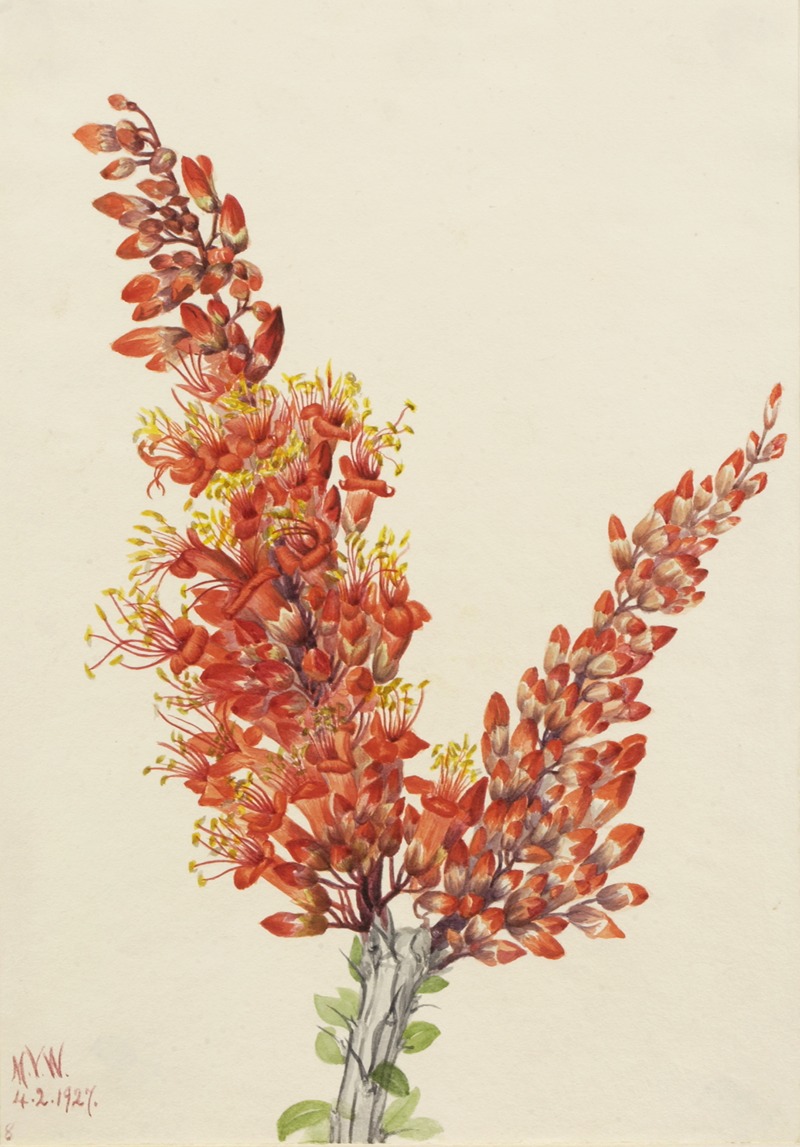 Ocotillo (Fouquieria splendens) — Mary Vaux Walcott