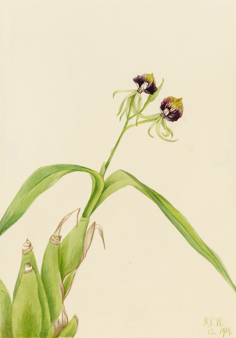 Orchid (Epidendrum cochleatum) by Мэри Вокс Уолкотт, 1919 — digital art print download