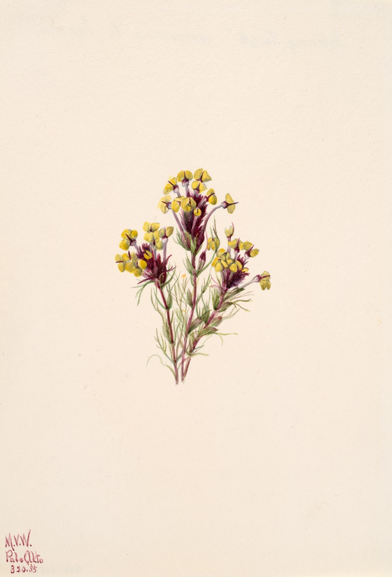 Owl's Clover (Orthocarpus erianthus) — Mary Vaux Walcott