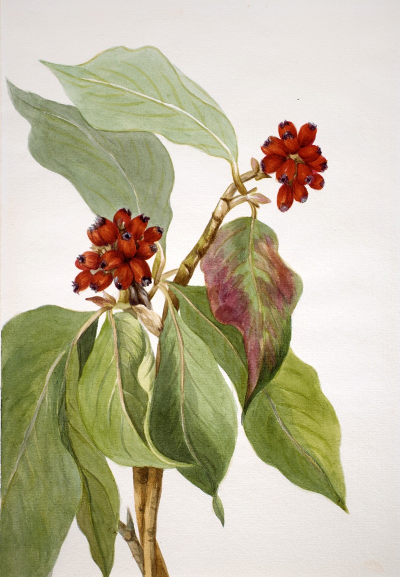 Pacific Dogwood (Cornus nuttallii) 2 by Мэри Вокс Уолкотт, 1933 — digital art print download