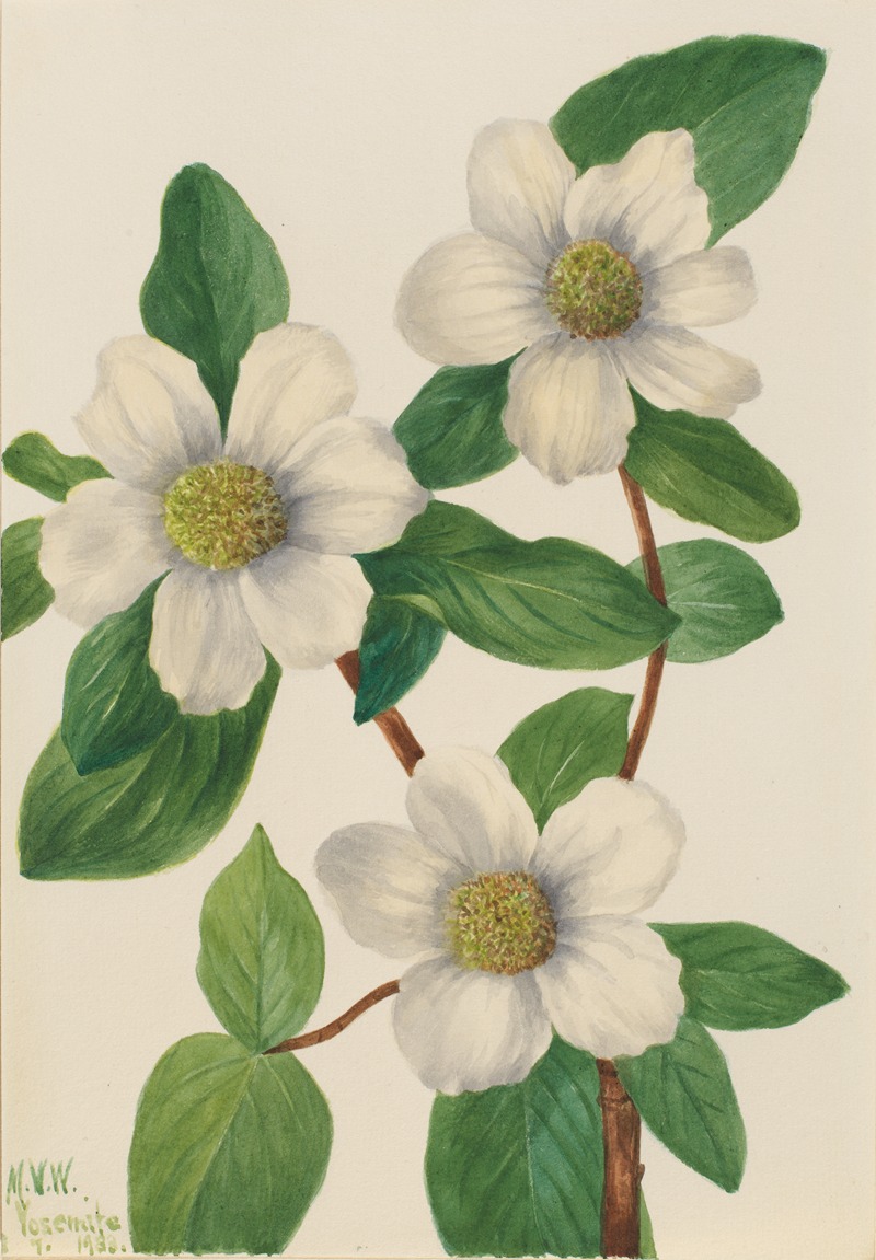 Pacific Dogwood (Cornus nuttallii) by Мэри Вокс Уолкотт, 1933 — digital art print download