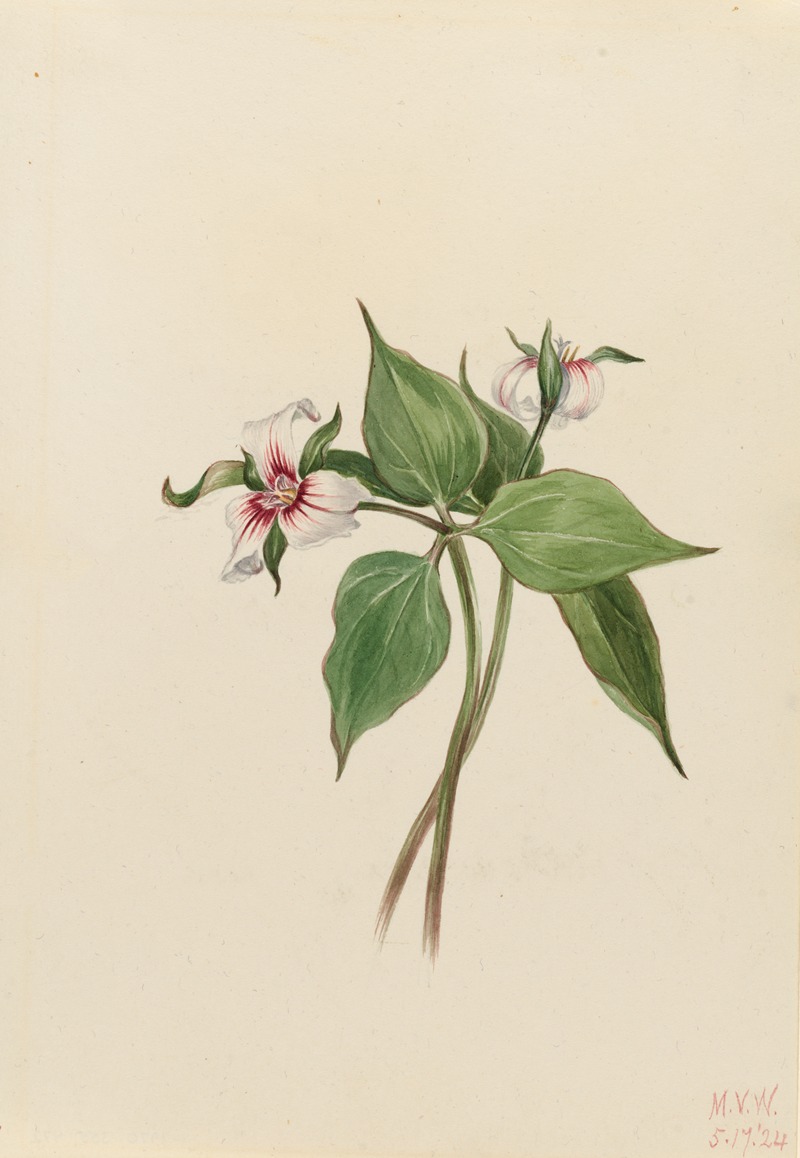 Painted Trillium (Trillium undulatum) by Мэри Вокс Уолкотт, 1924 — digital art print download