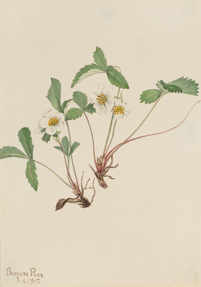 Pale Strawberry (Fragaria glauca) — Мэри Вокс Уолкотт