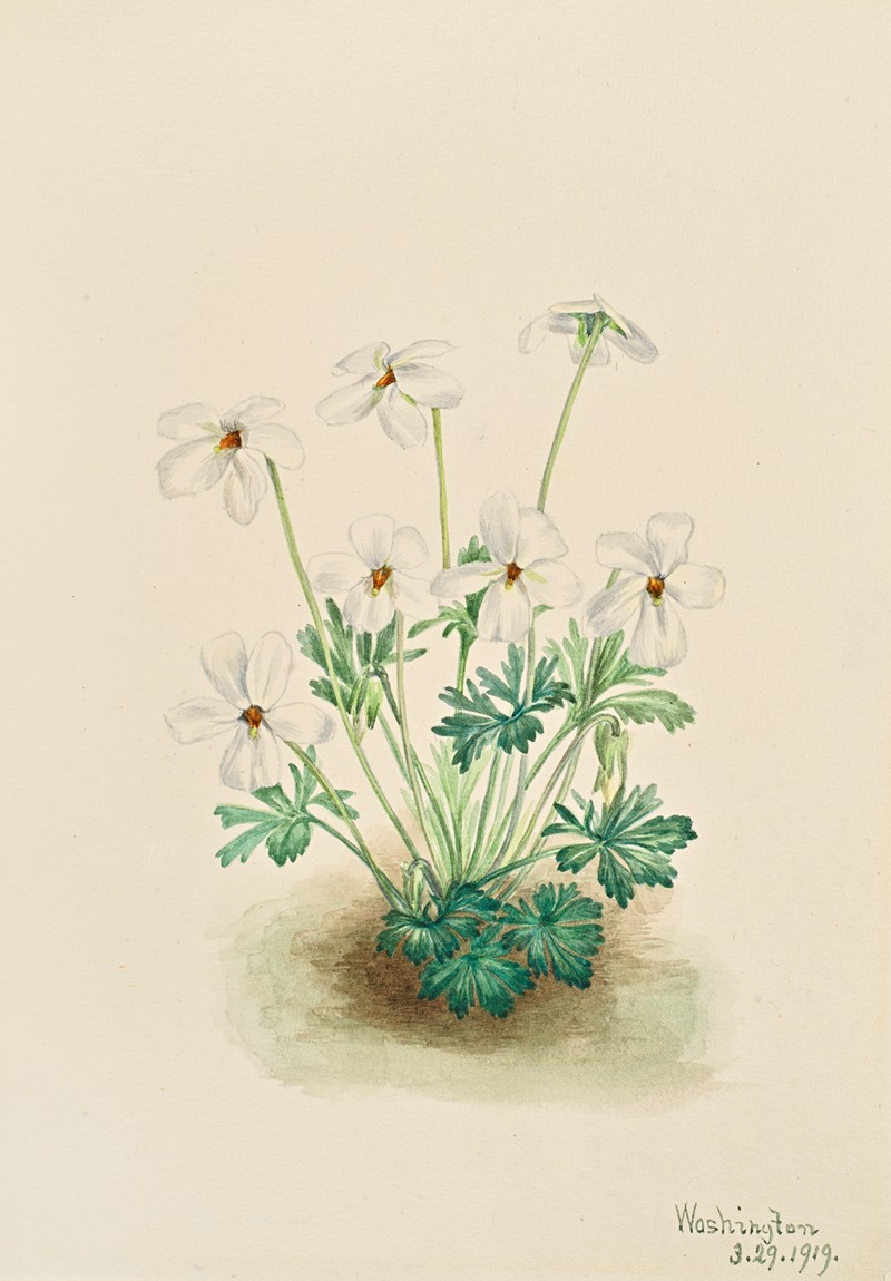 Pansy Violet (Viola pedata) by Mary Vaux Walcott, 1919 — digital art print download