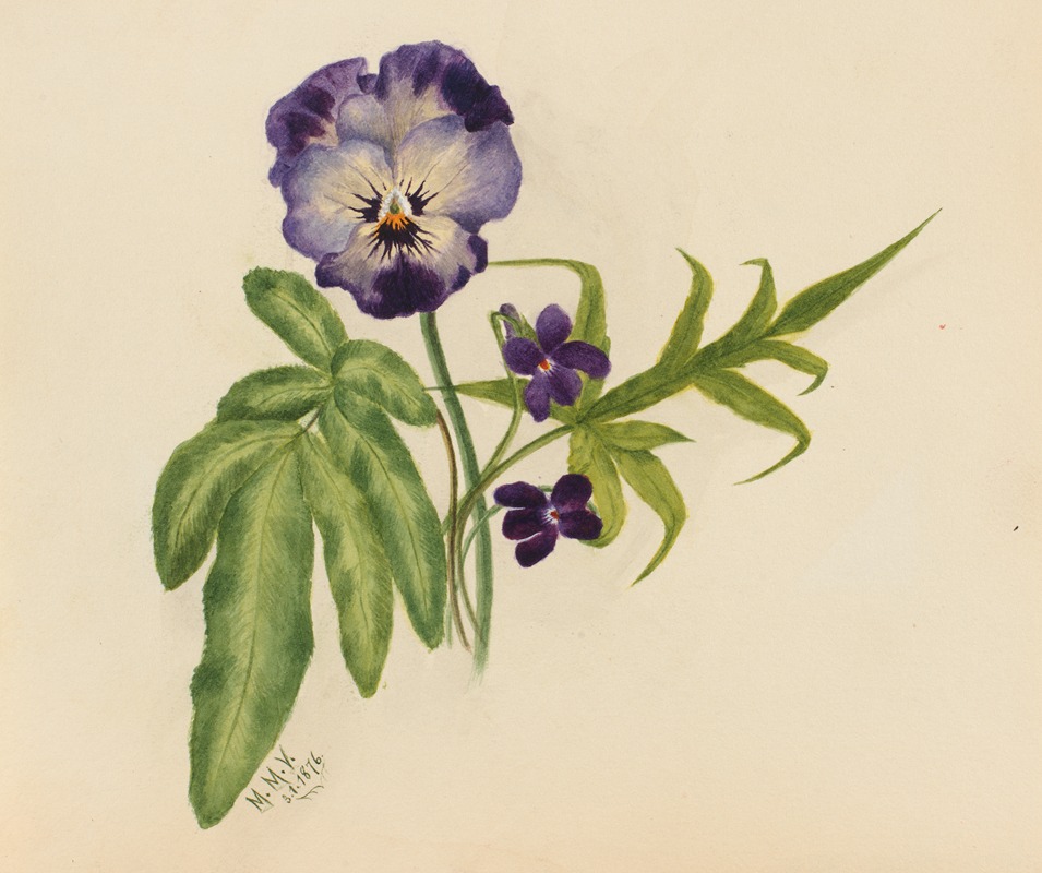 Pansy by Мэри Вокс Уолкотт, 1876 — digital art print download