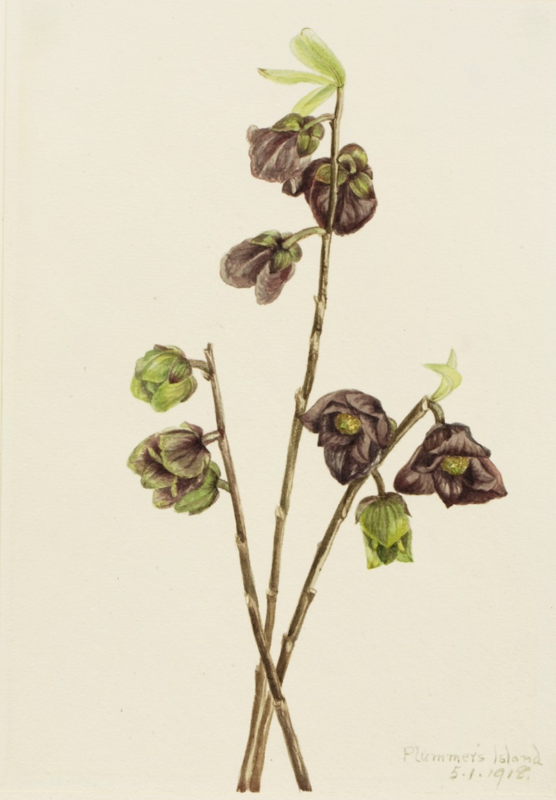 Papaw (Asimina triloba) — Mary Vaux Walcott