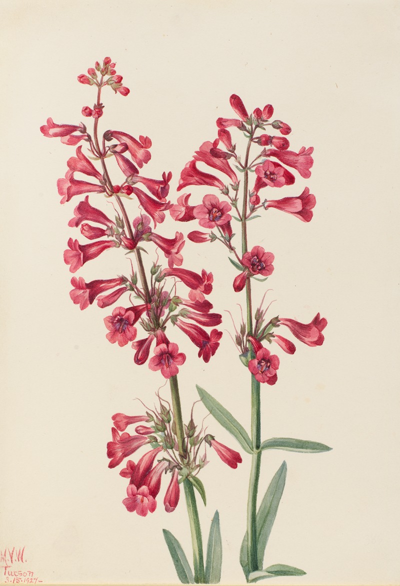 Parry's Penstemon (Penstemon parryi) by Мэри Вокс Уолкотт, 1927 — digital art print download