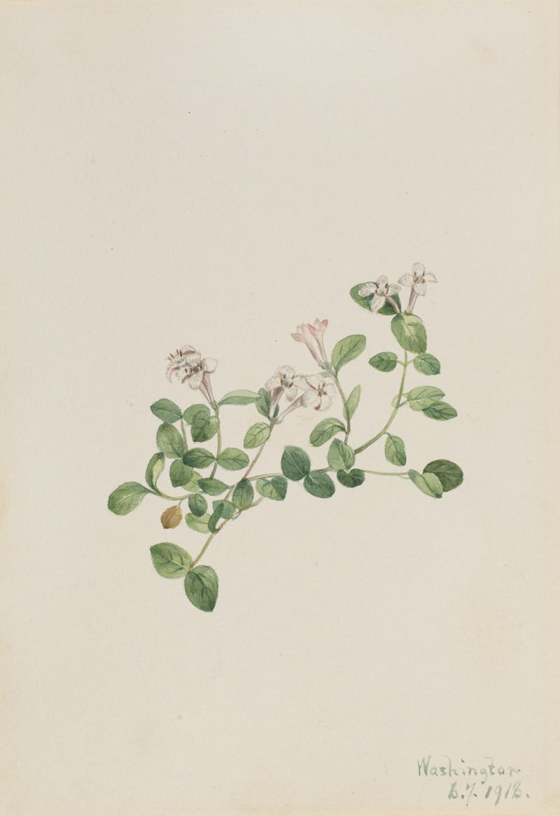 Partridgeberry (Mitchella repena) by Мэри Вокс Уолкотт, 1918 — digital art print download