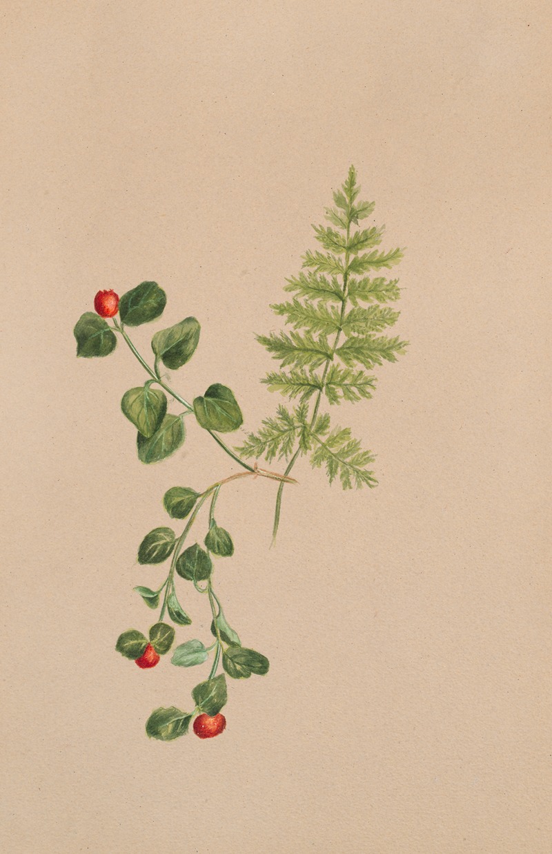 Partridgeberry (Mitchella repens) by Мэри Вокс Уолкотт — digital art print download