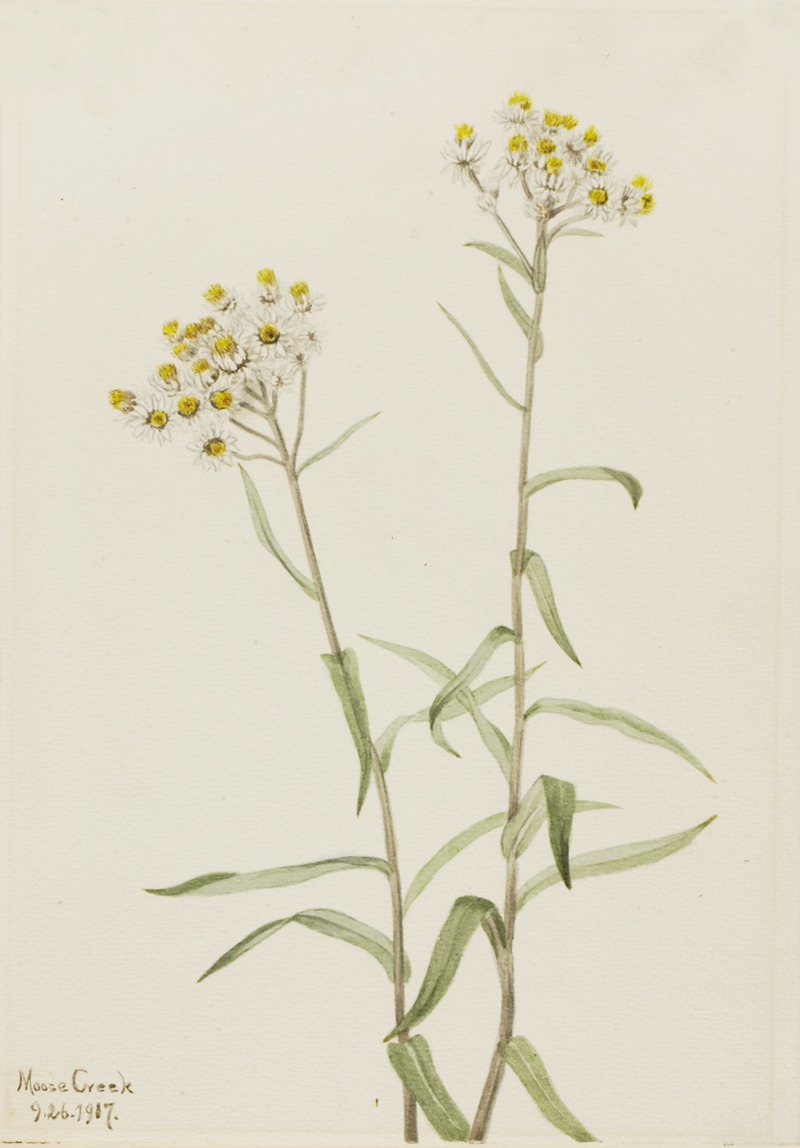 Pearl Everlasting (Anaphalis margaritacea) by Мэри Вокс Уолкотт, 1917 — digital art print download