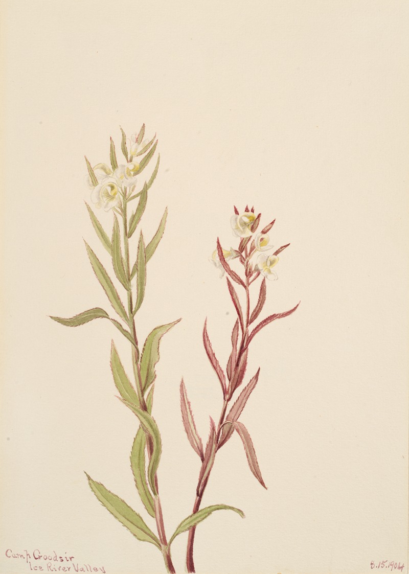 Pedicularis raremosa by Мэри Вокс Уолкотт, 1904 — digital art print download