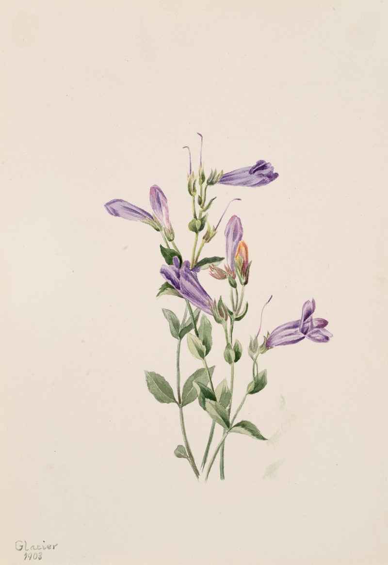 Penstemon (Penstimon fruiticosus) by Мэри Вокс Уолкотт, 1903 — digital art print download