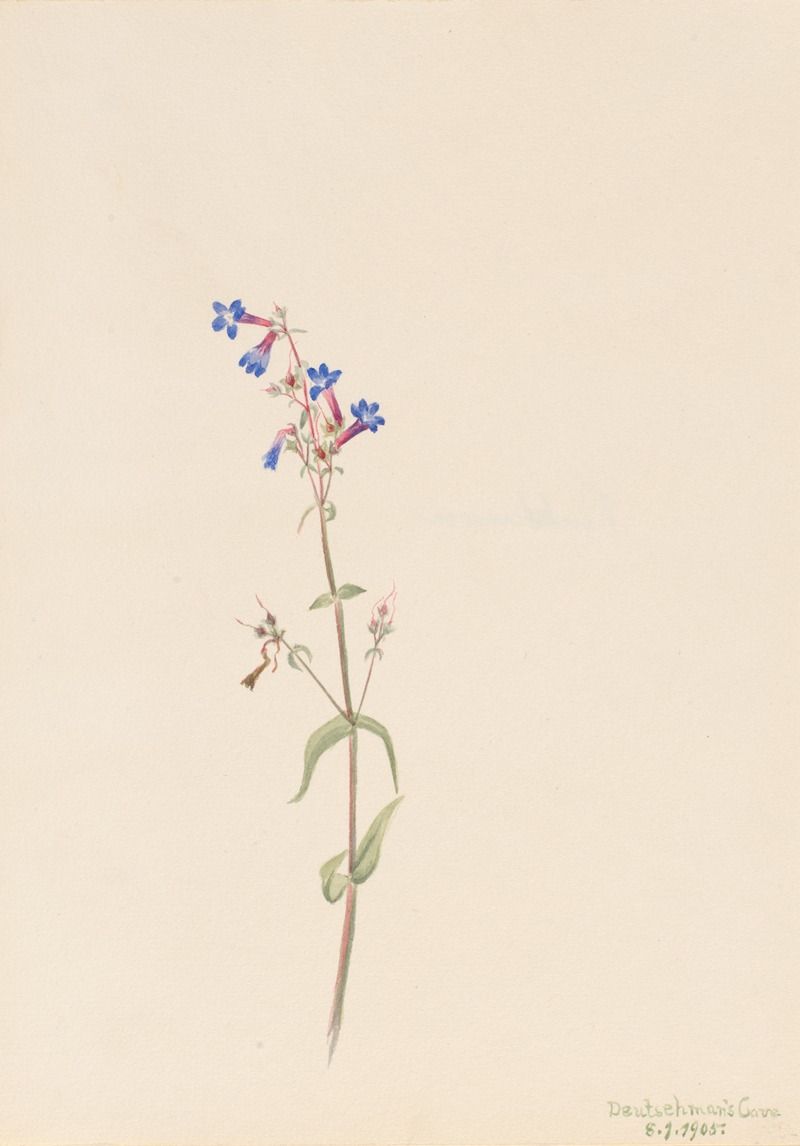 Pentstemon (Pentstemon procerus) by Мэри Вокс Уолкотт, 1905 — digital art print download