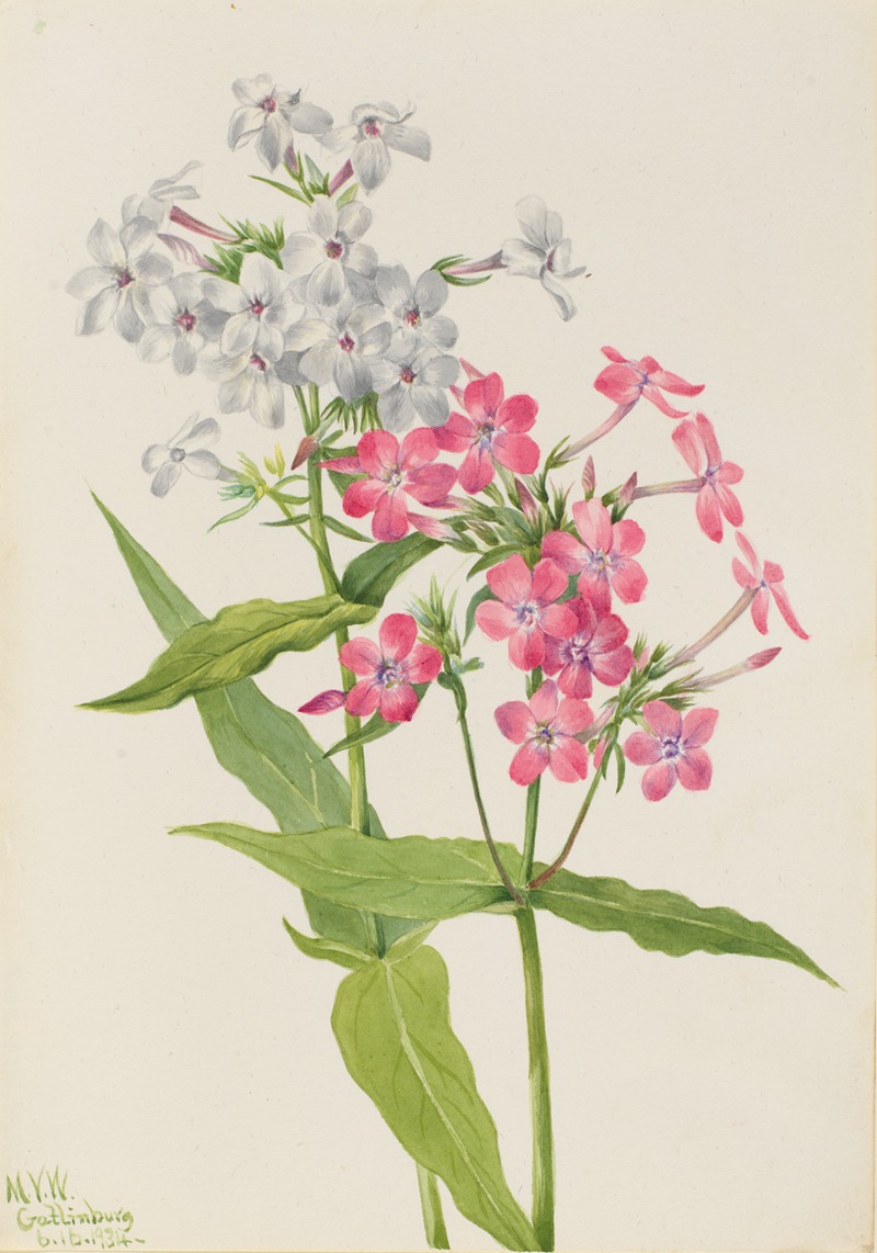 Perennial Phlox (Phlox paniculata) — Мэри Вокс Уолкотт