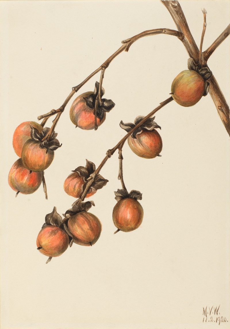 Persimmon (Diospyros virginiana) — Мэри Вокс Уолкотт