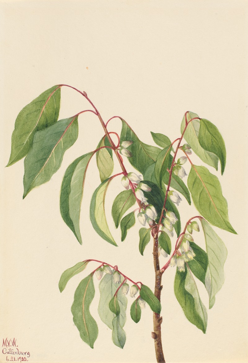 Persimmon (Diospyros virginiana) — Mary Vaux Walcott