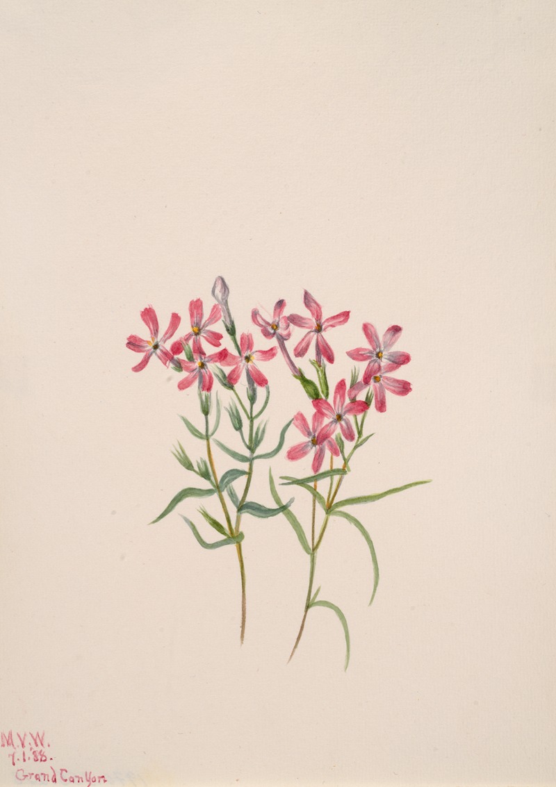 Phlox stansburyi by Мэри Вокс Уолкотт, 1938 — digital art print download