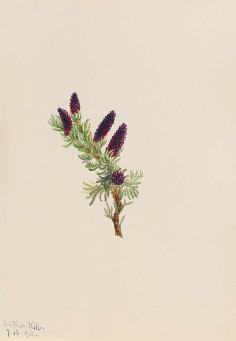 Picea engelmanni by Mary Vaux Walcott, 1913 — digital art print download