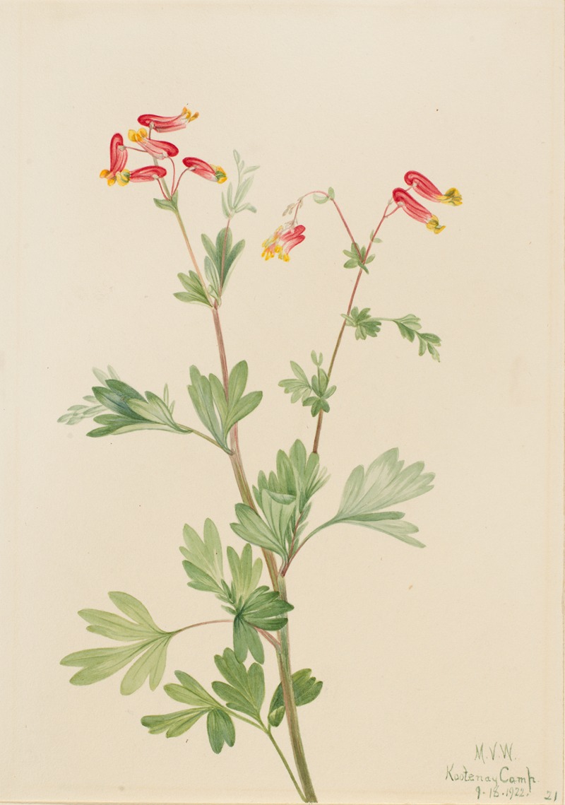 Pink Fumeroot (Capnoides sempervirens) by Мэри Вокс Уолкотт, 1922 — digital art print download