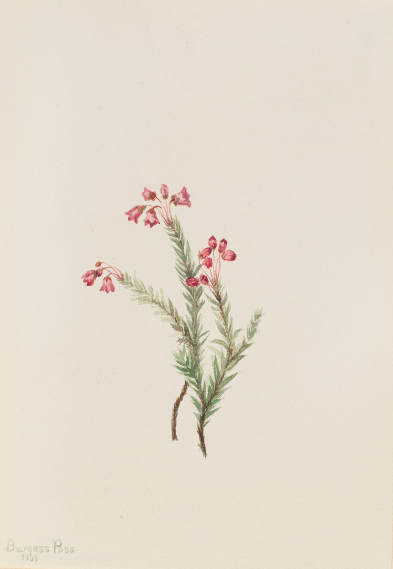 Pink Heather (Phyllodoce empetriformis) by Мэри Вокс Уолкотт, 1901 — digital art print download
