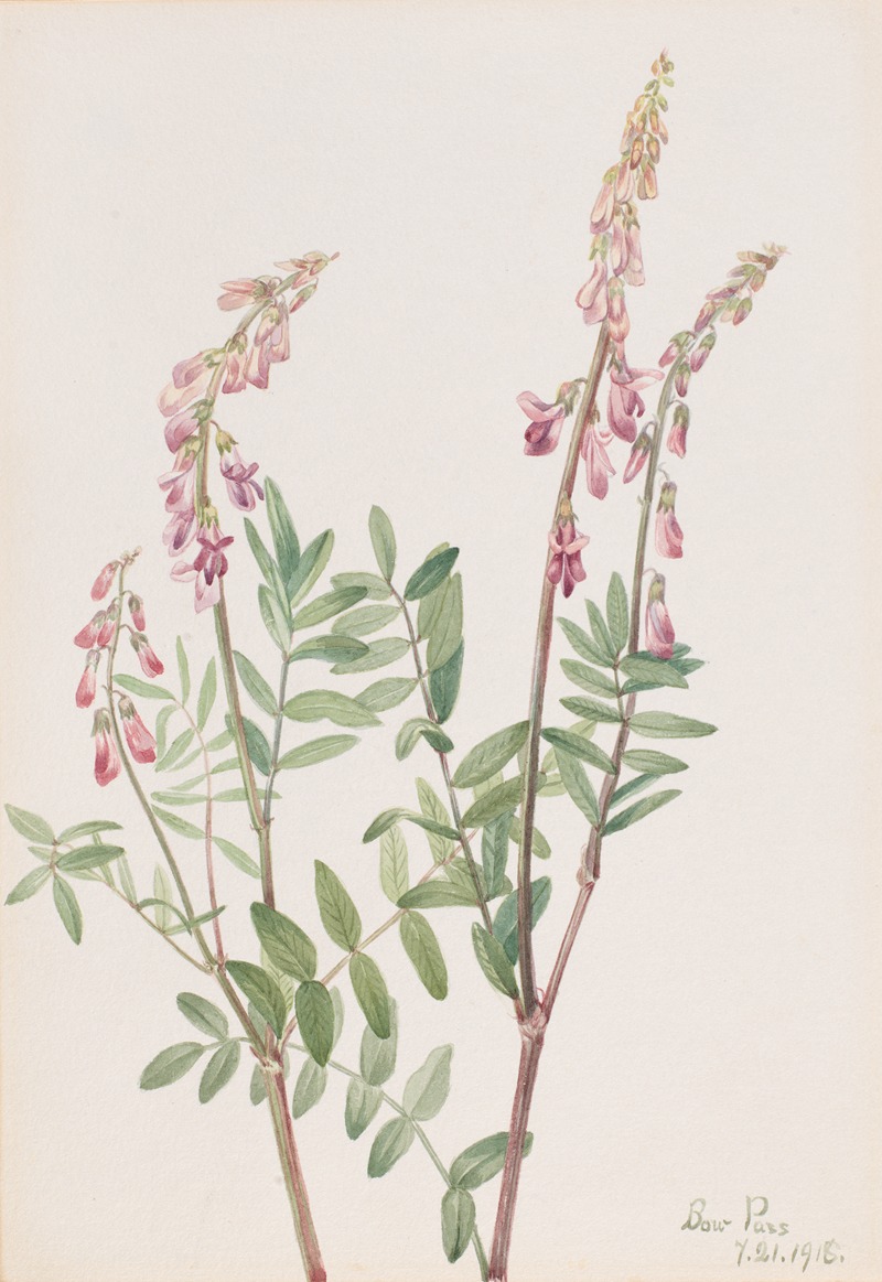 Pink Hedysarum (Hedysarum americanum) — Mary Vaux Walcott