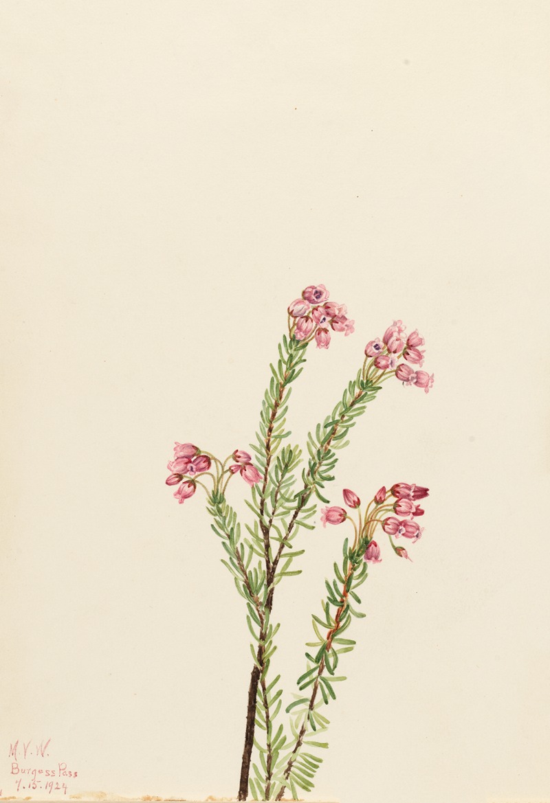 Pink Mountain Heather (Phyllodoce empetriformis) by Мэри Вокс Уолкотт, 1924 — digital art print download