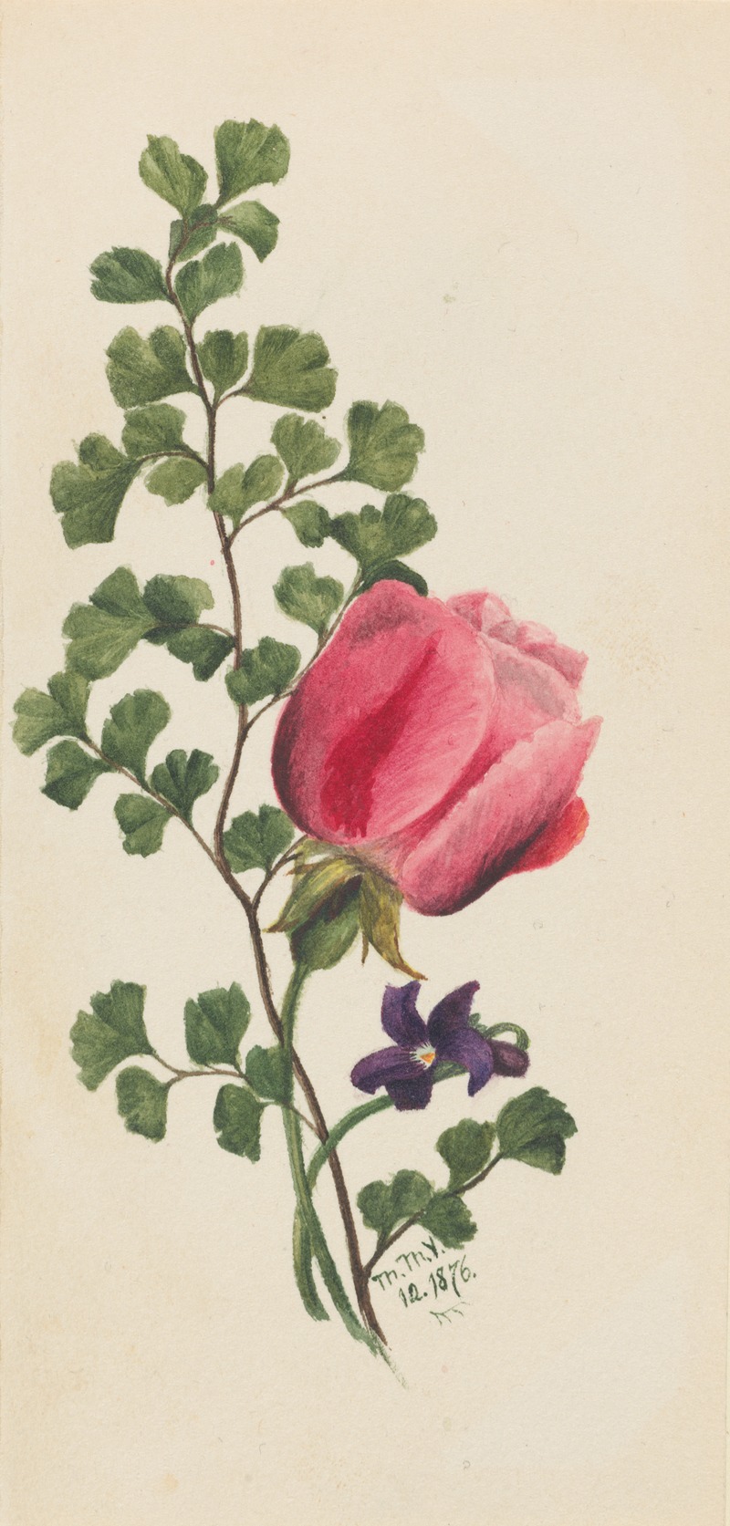Pink Rose with Violet by Мэри Вокс Уолкотт, 1876 — digital art print download