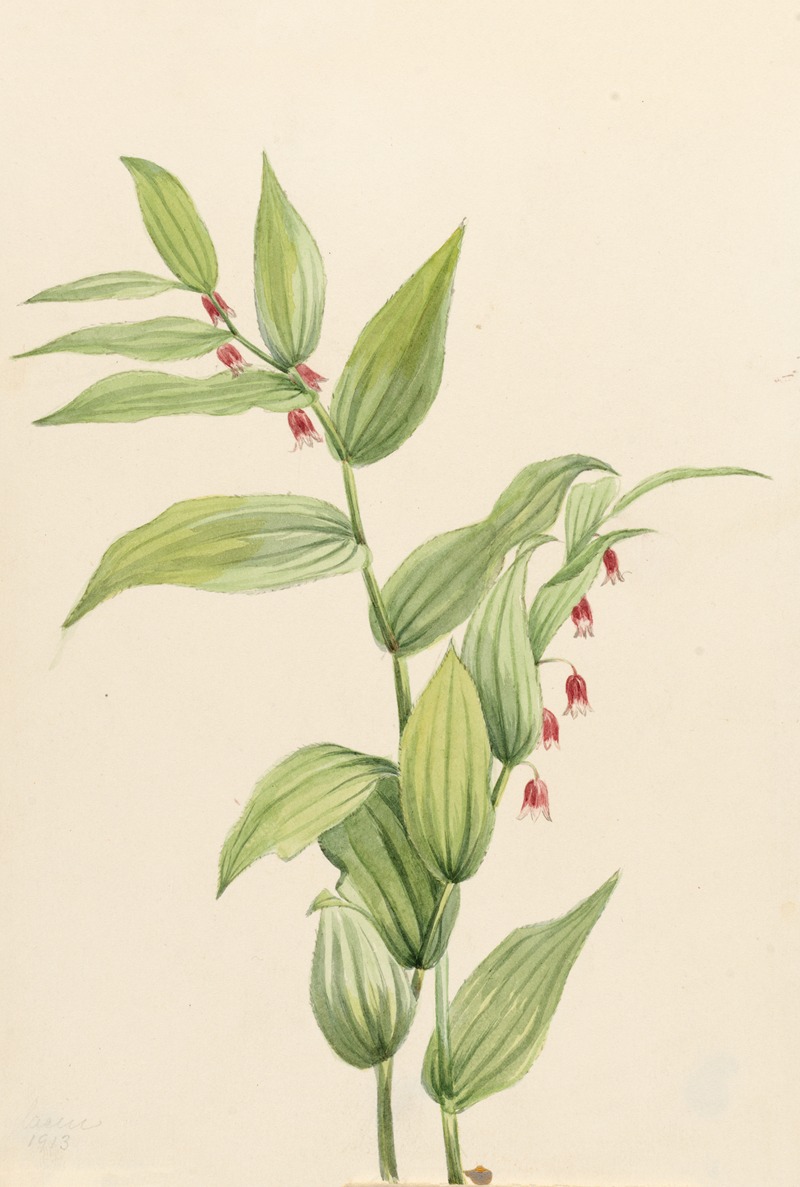 Pink Twisted Stalk (Streptopus curvipes) — Mary Vaux Walcott